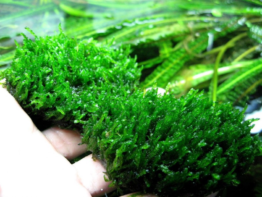 Фиалка яванский мох