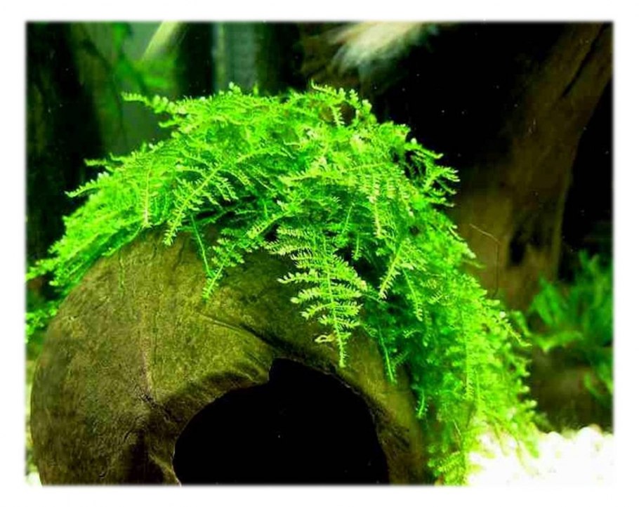 Мох stringy Moss