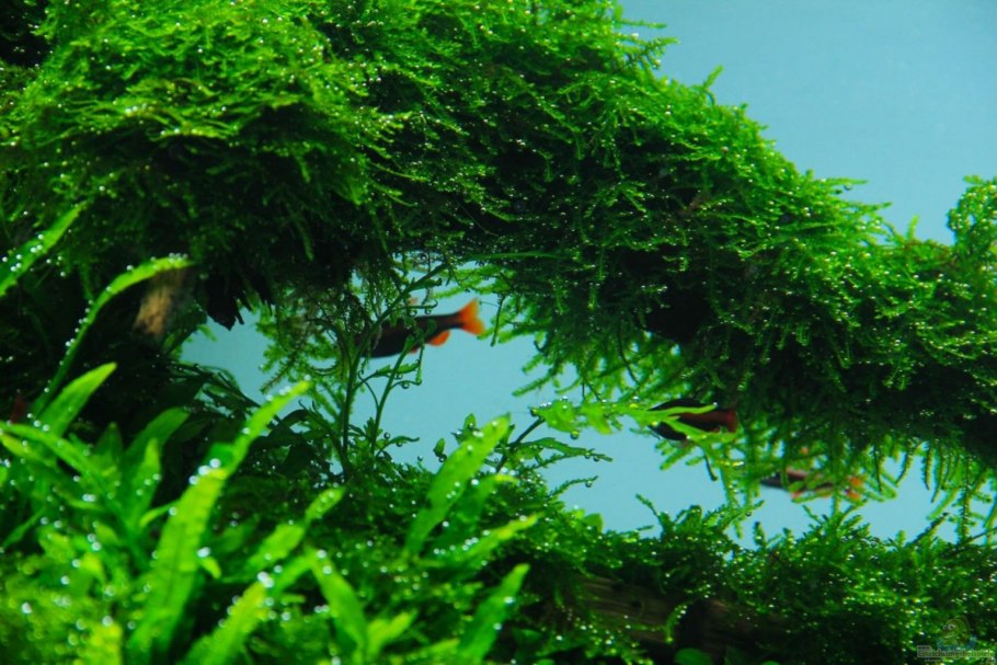 Мох Плакучий (Vesicularia ferriei 'Weeping)