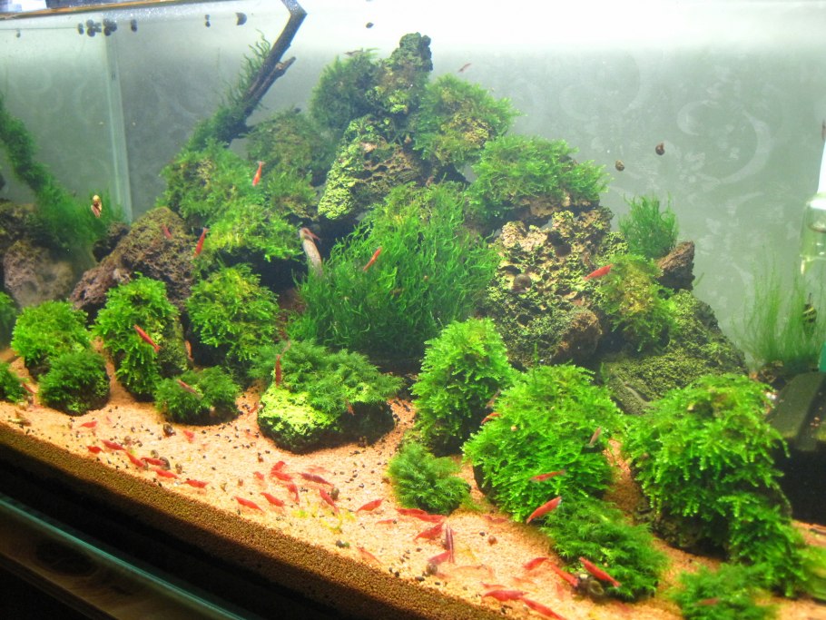 Аквариумный мох Квин