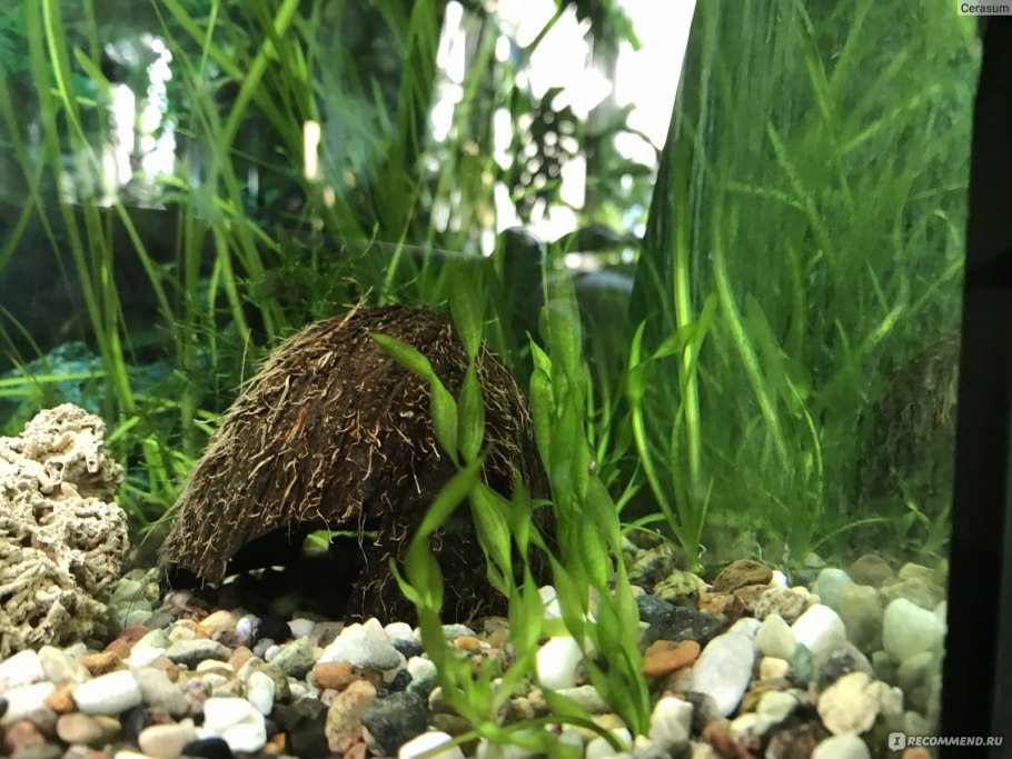 Ричия аквариумное растение