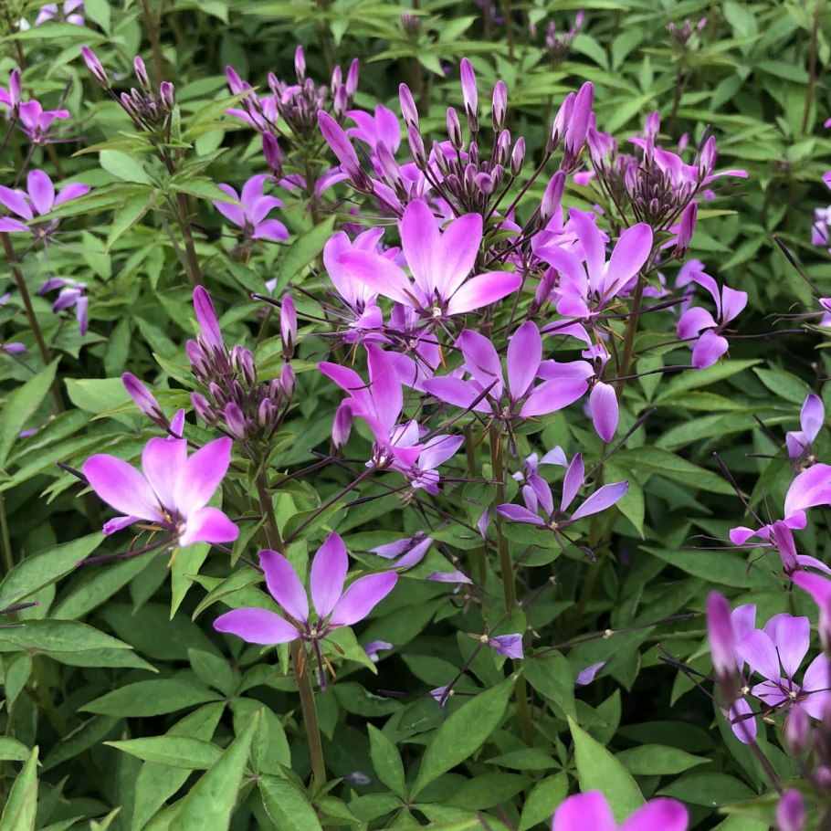 Клеома Cleome Clio Magenta