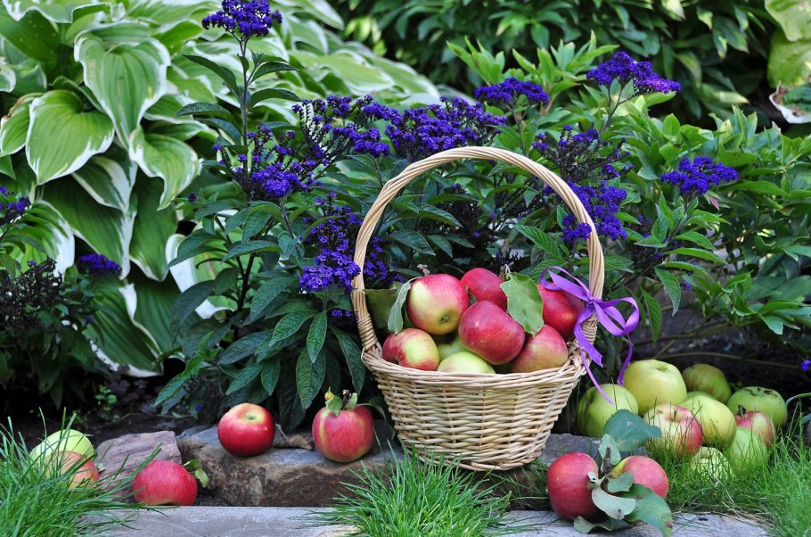 Сад с фруктами