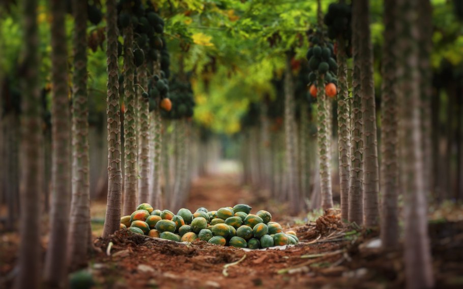 Фруктовый лес