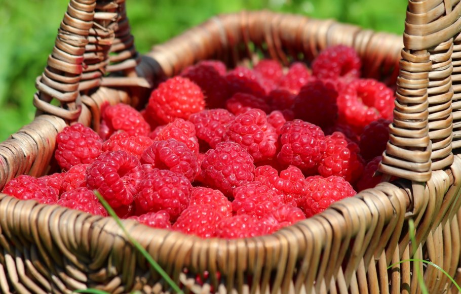 Ягоды в лукошке