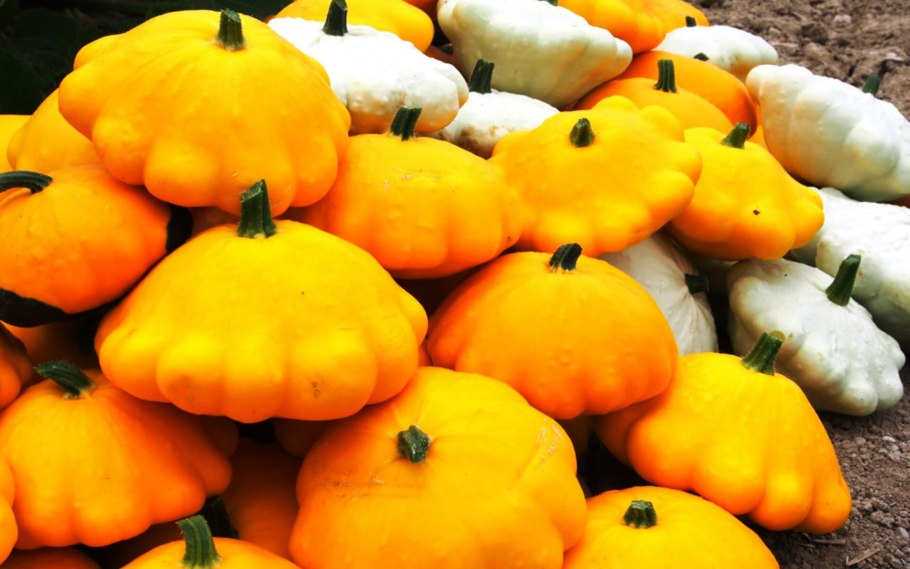 Патисон или патиссон