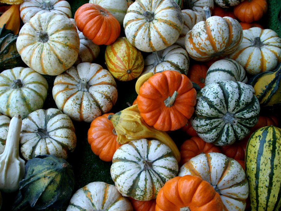 Тыква патиссон