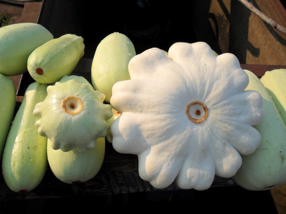 Кабачки и патиссоны
