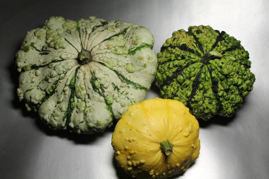 Патиссон тарельчатая тыква