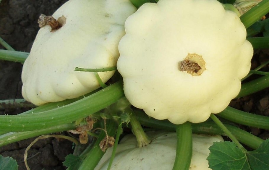 Патиссон тарельчатая тыква