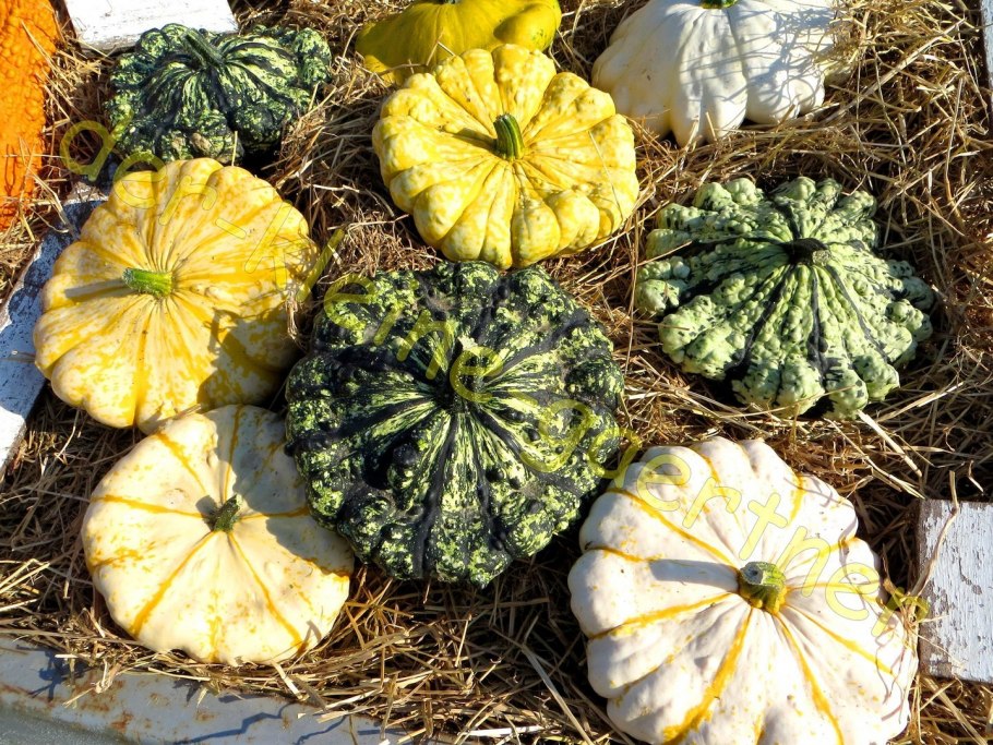 Гавриш патиссон черепашка