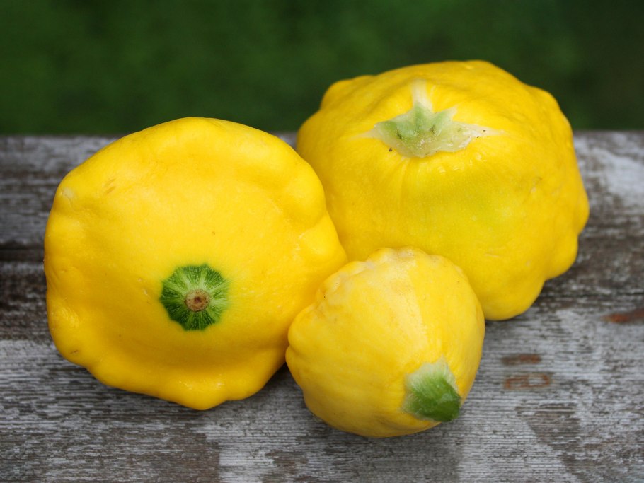 Патиссон Патти Еллоу f1