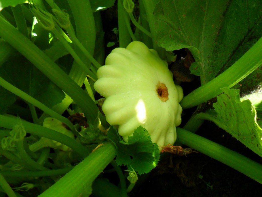 Патиссон Паттинсон