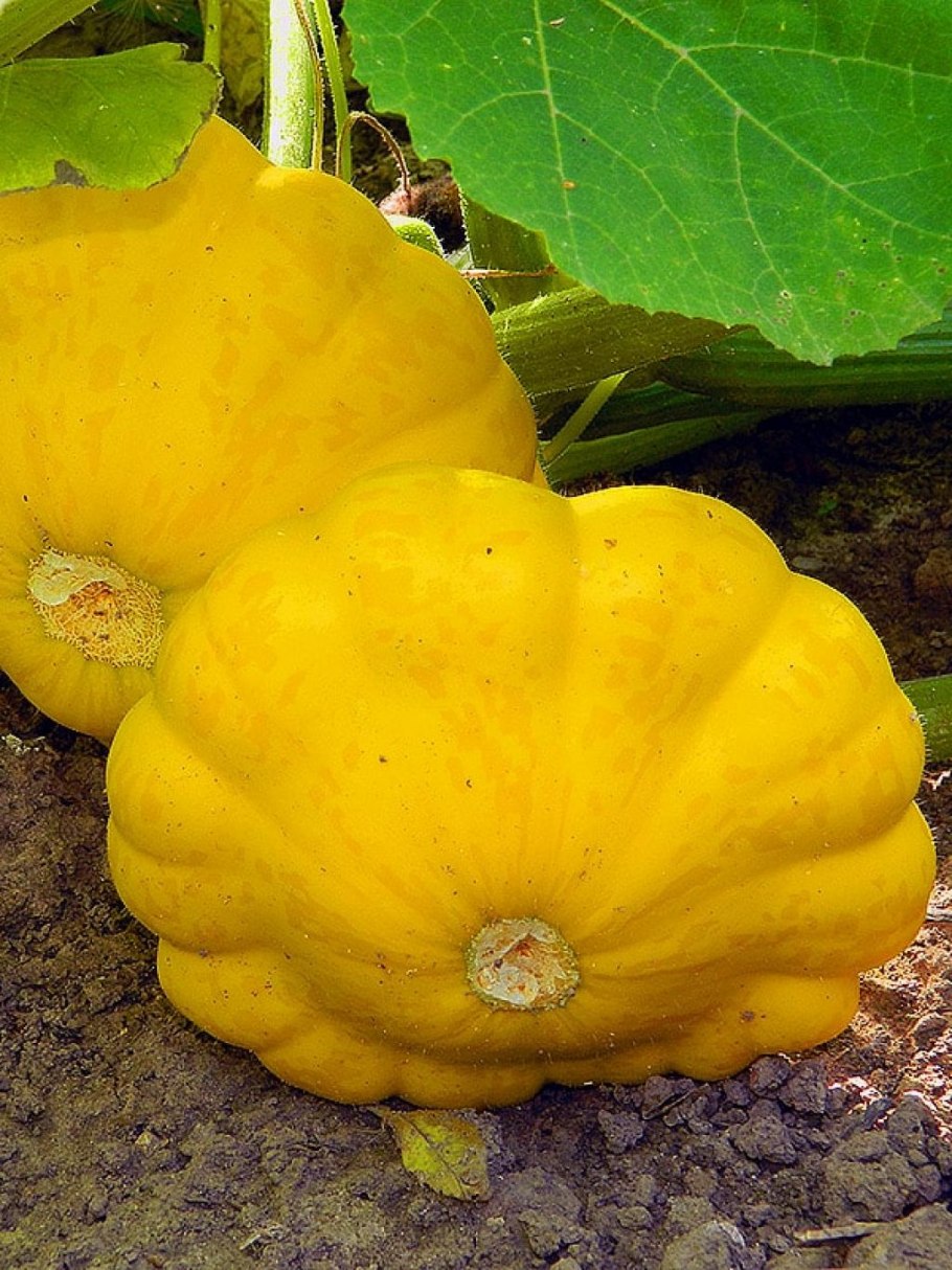 Патиссон тарельчатая тыква