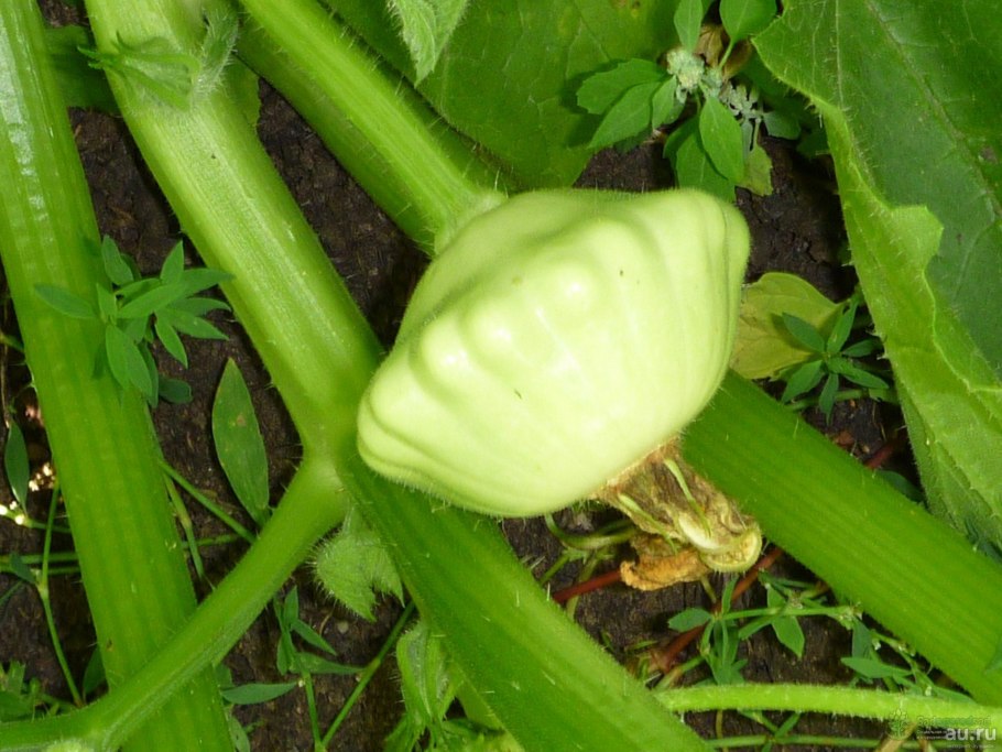 Патиссон овощ