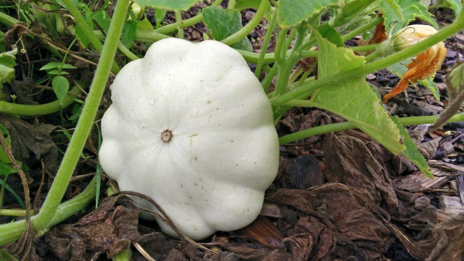 Патиссон Санни Делайт f1