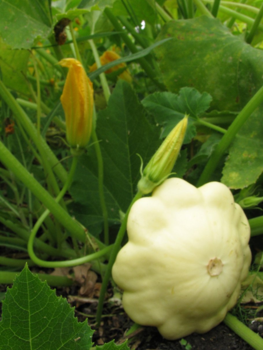 Патиссон Санни Делайт f1