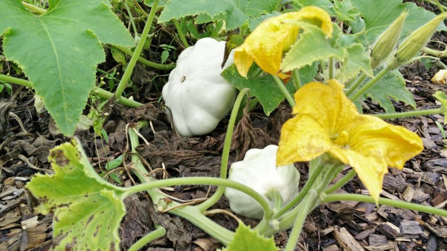 Листья патиссона