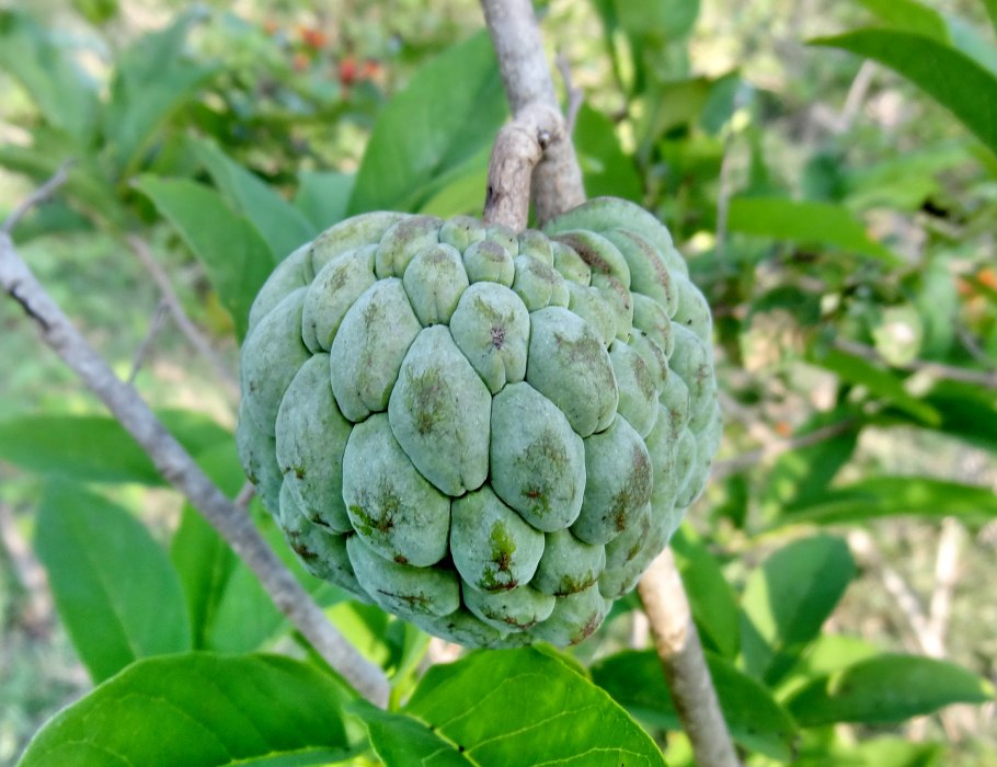 НОЙНА сахарное яблоко