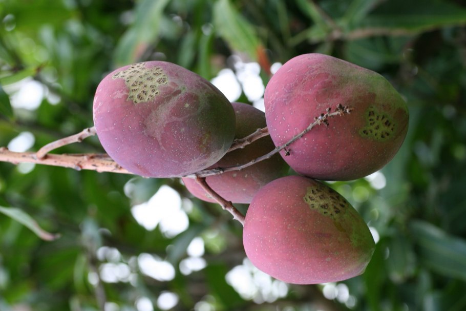 Черимойя кремовое яблоко