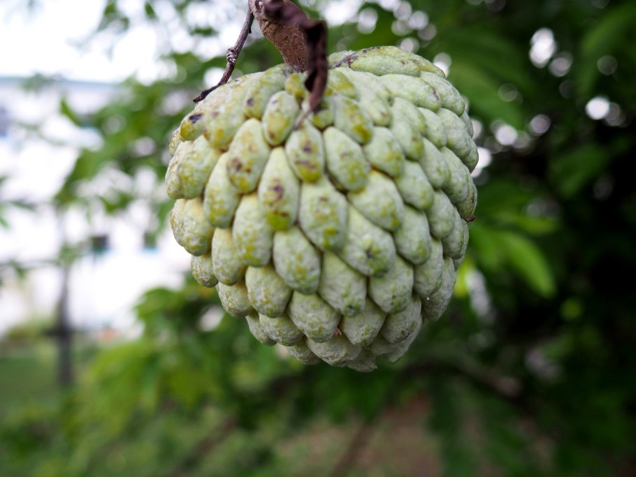 Маклюра адамово