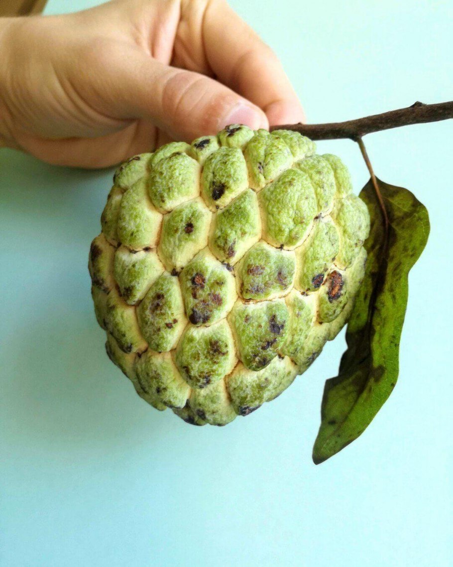 Custard Apple фрукт