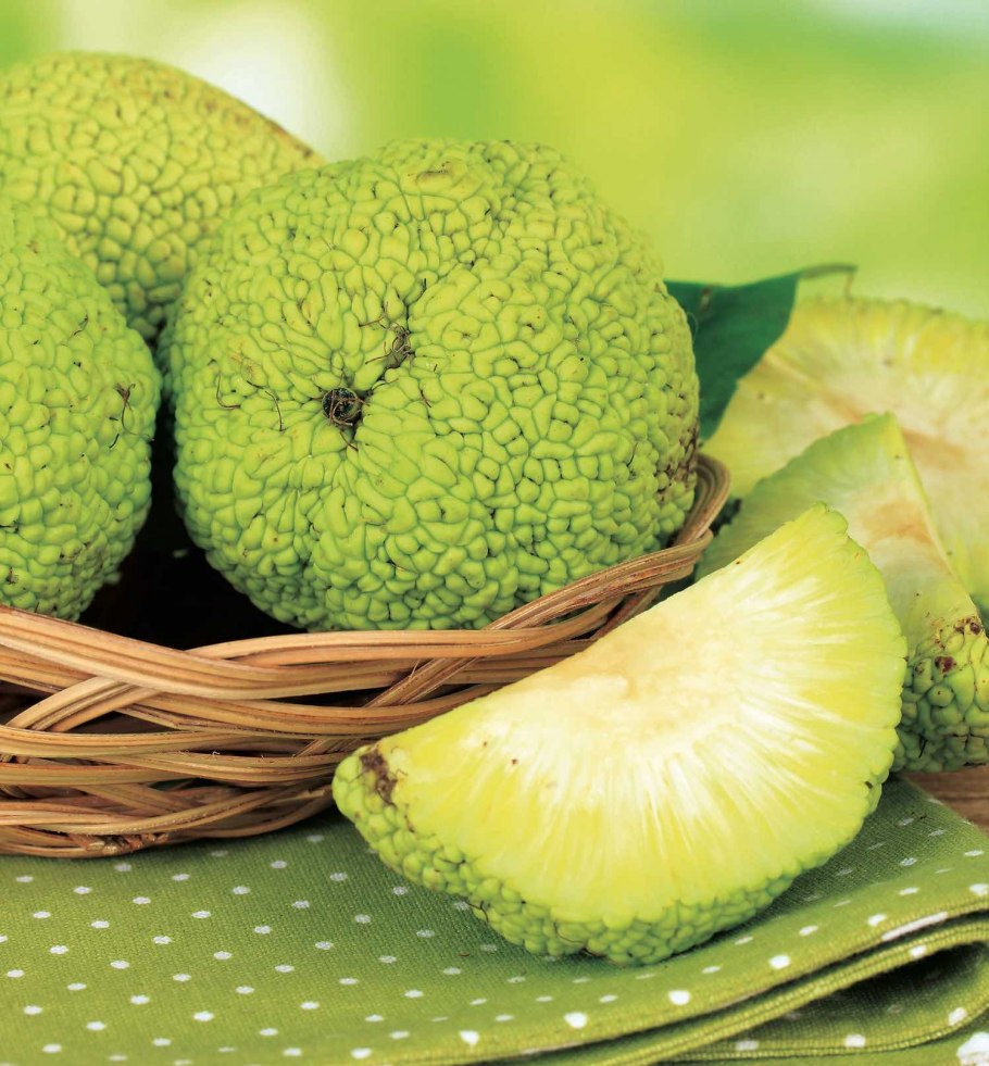 Фрукты на ветке