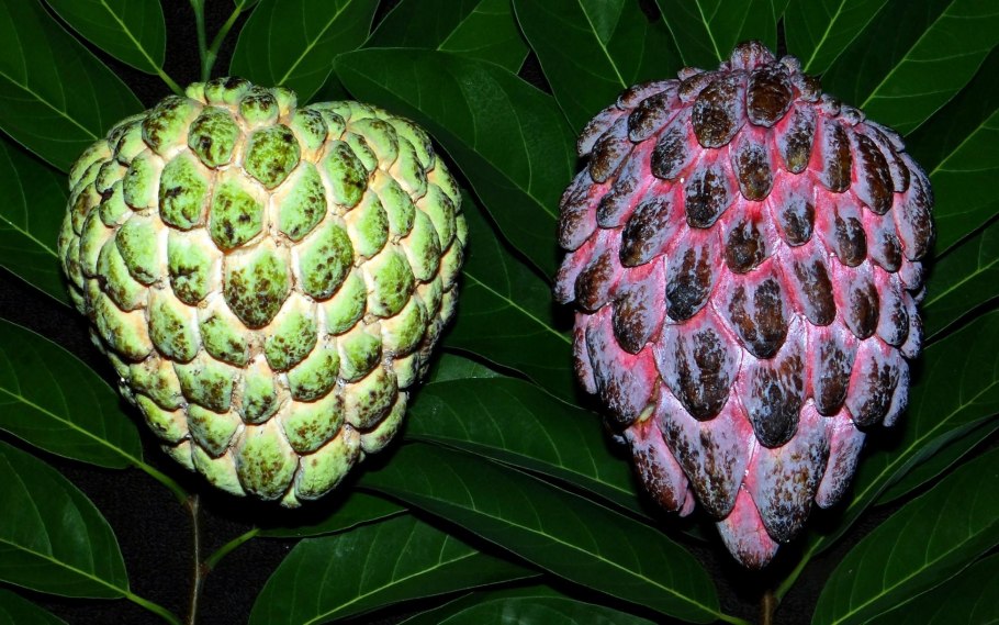 Сахарное яблоко черимойя