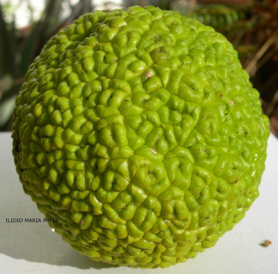 Хэнди фрукт