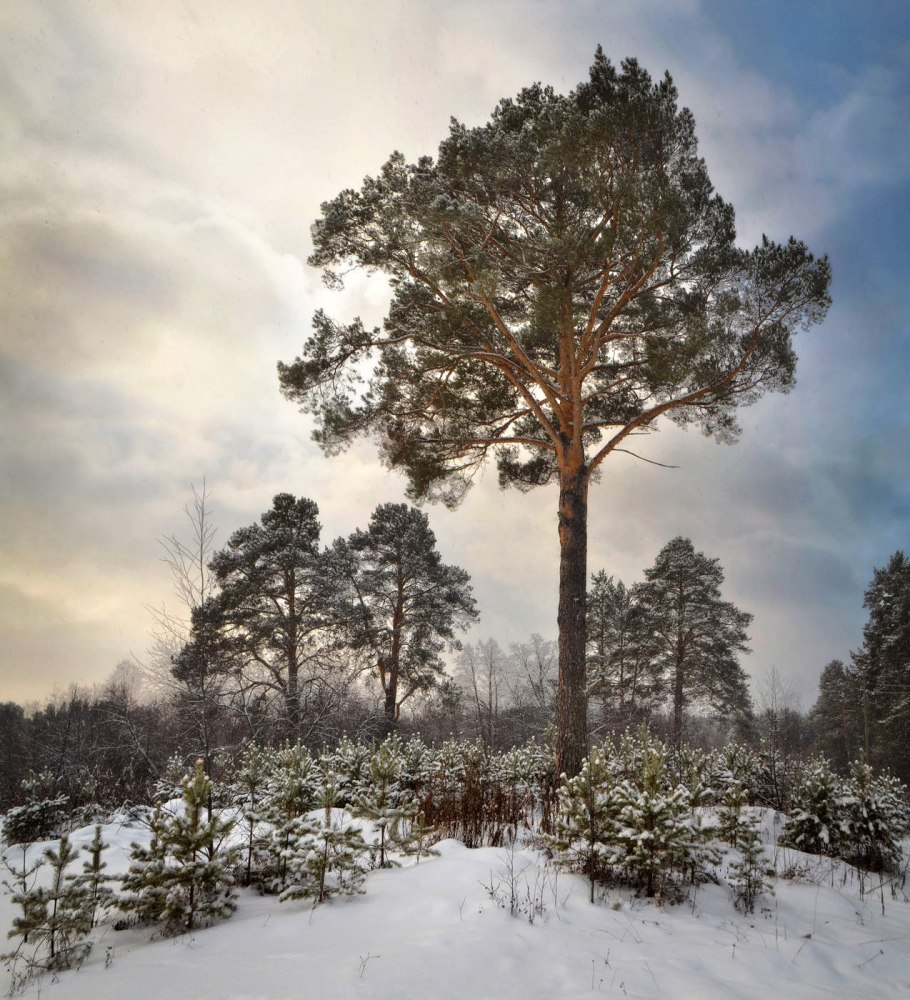 Листья уральских деревьев