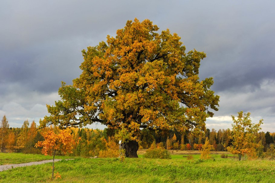 Дуб черешчатый(Quercus Robur) ареал