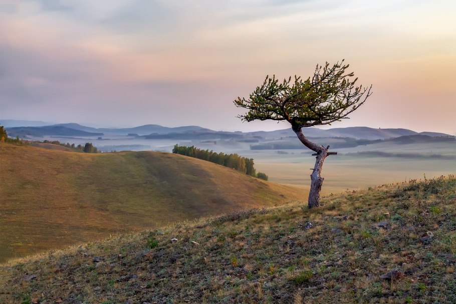 Сосна обыкновенная Лесная