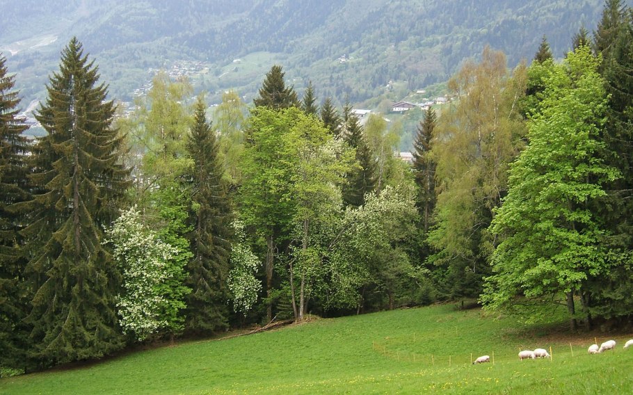 Бук широколиственный лес