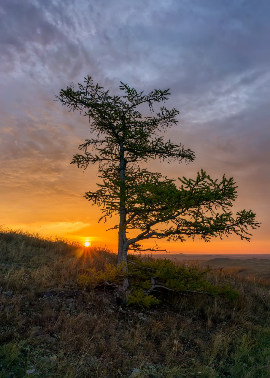 Карагай дерево