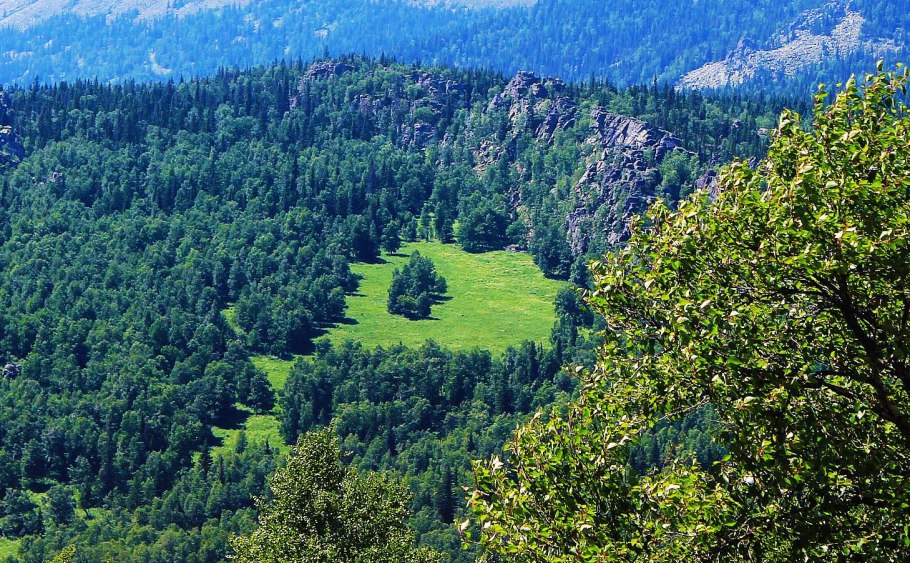 Лиственница европейская лес