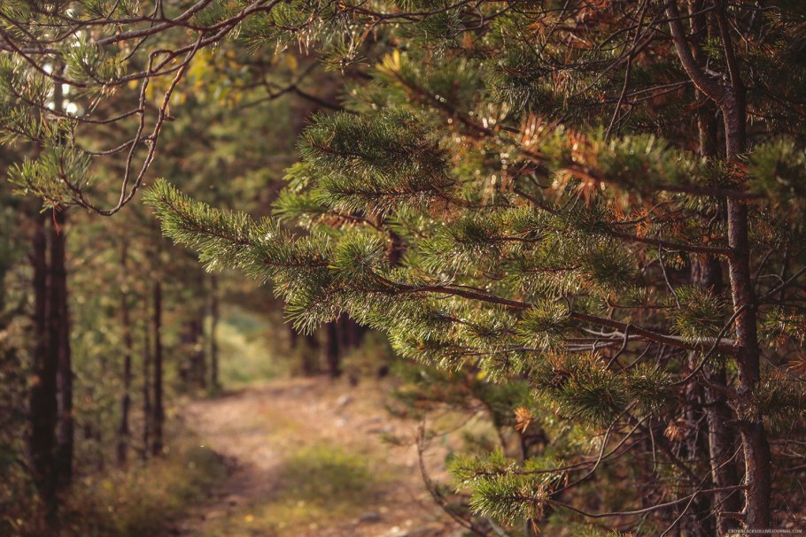 Сосна Сибирская кедр