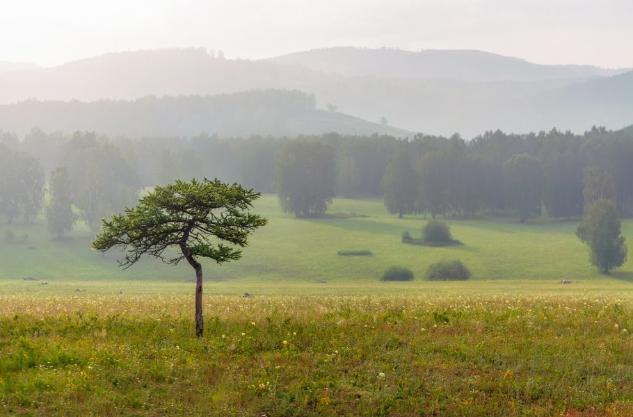 Лиственницы в Кужаново