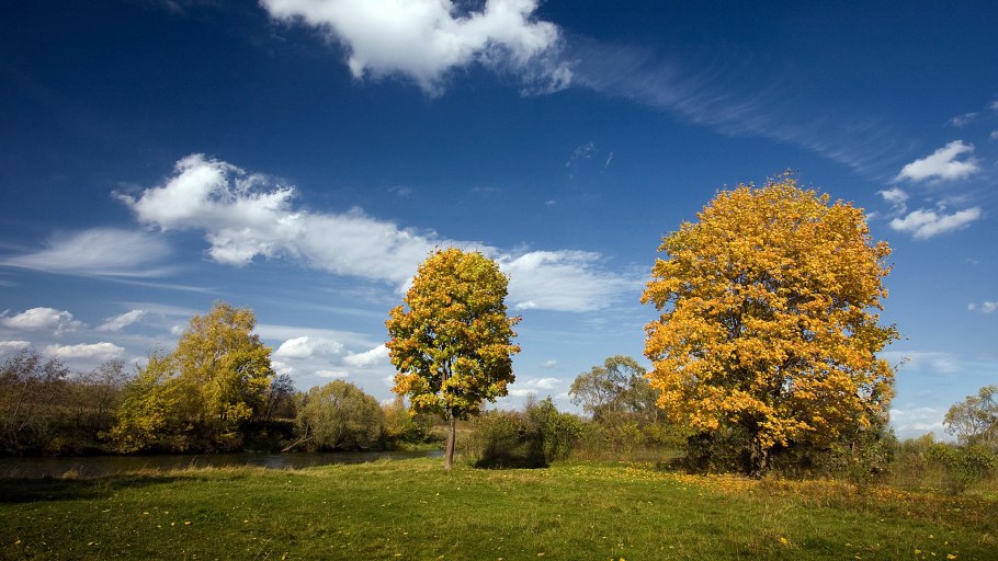 Лиственница Уральская