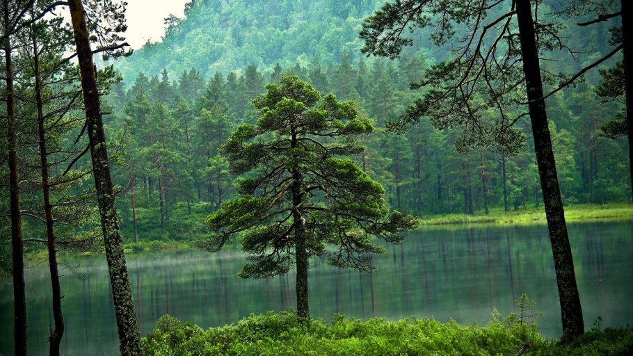 Еловый лес Красноярский край