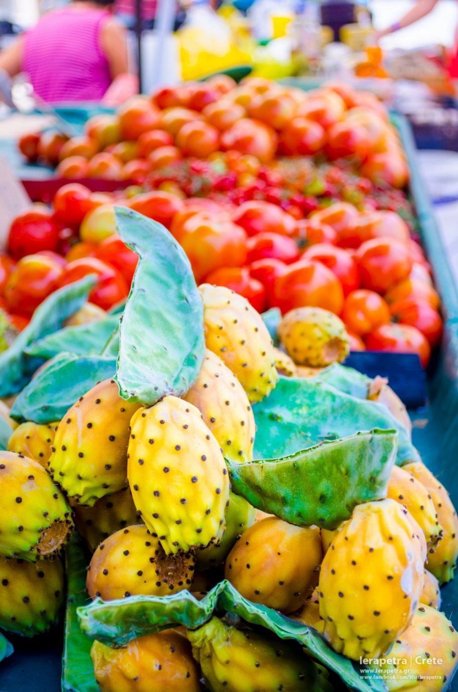 Плоды кактуса опунция