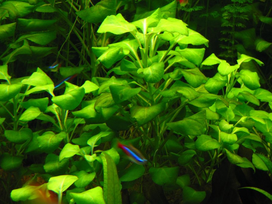 Lobelia cardinalis gigantea