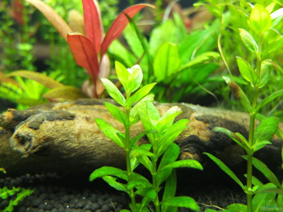 Aquarien