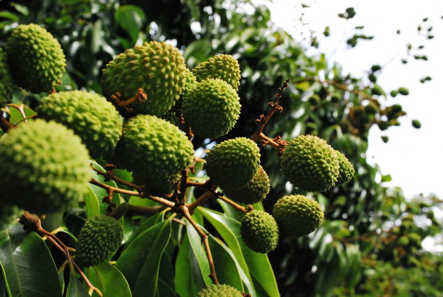 Китайские личи дерево