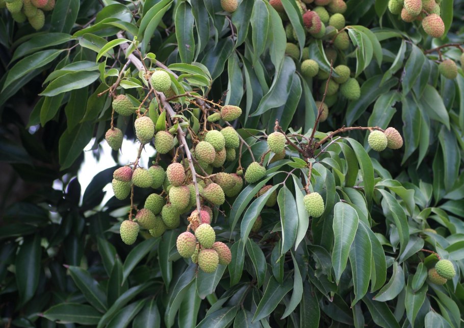 Личи дерево