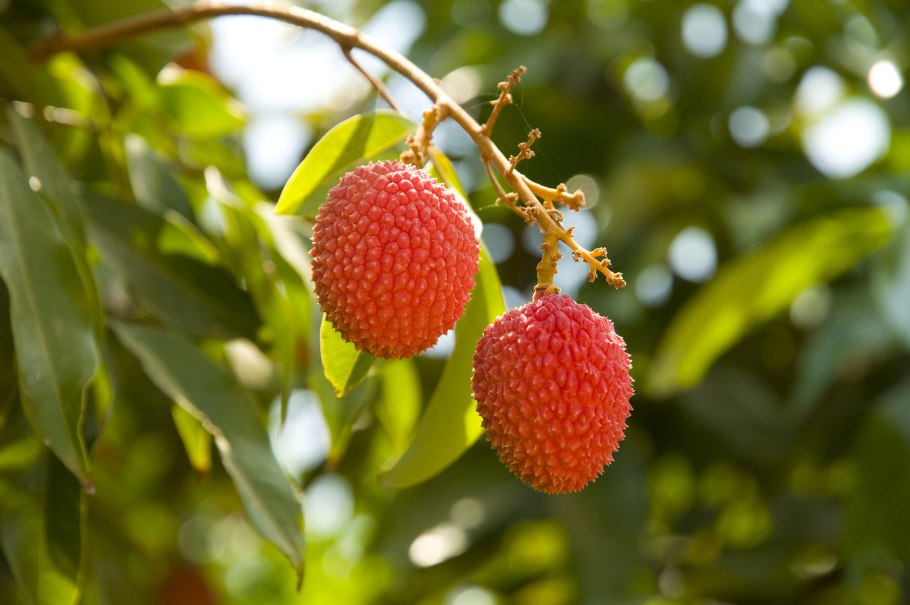 Litchi chinensis