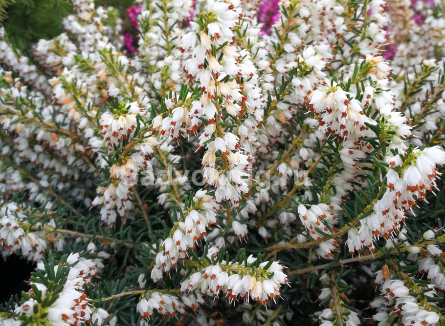 Вереск обыкновенный Яна