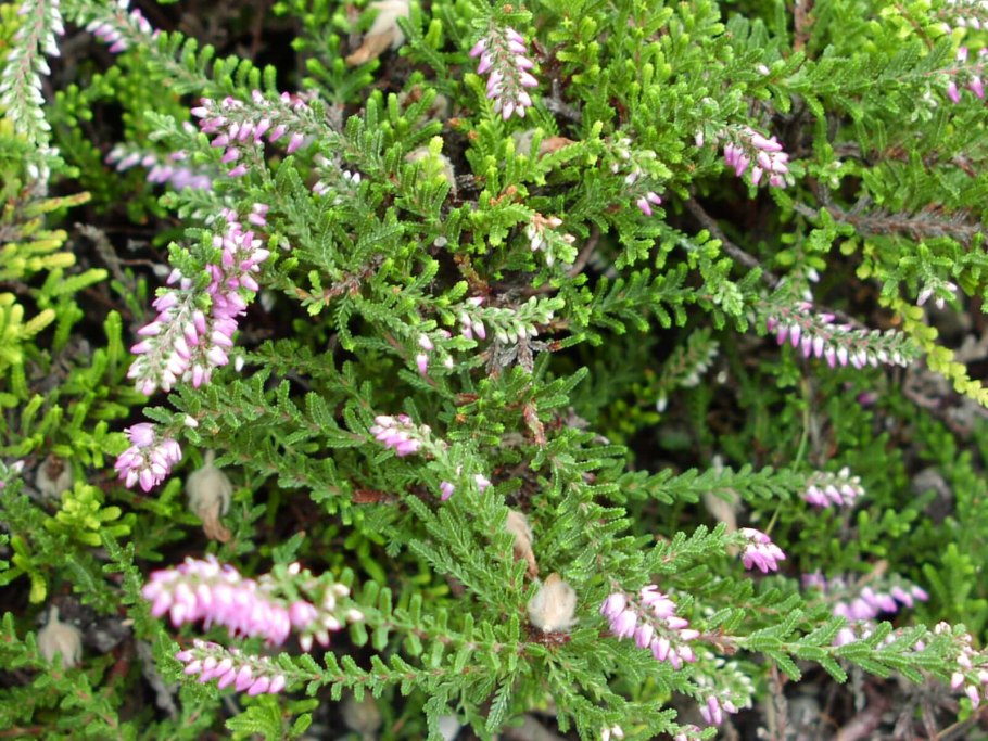 Каллуна Эрика