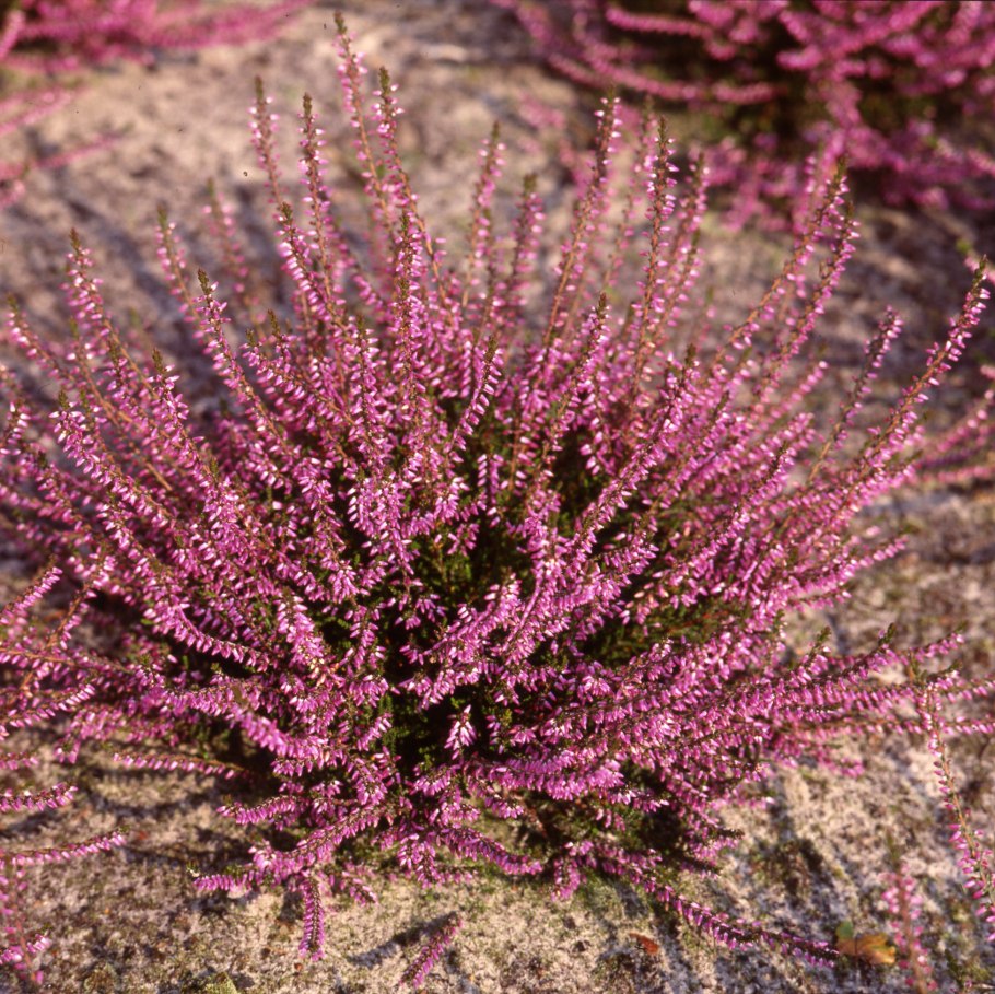 Вереск бадблюмерс