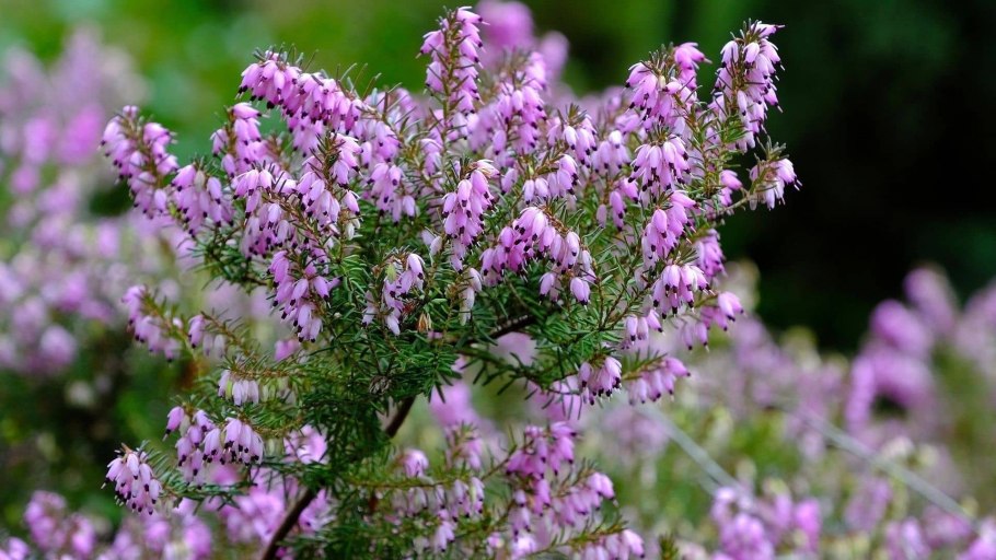 Вереск обыкновенный (Calluna vulgaris Allegro