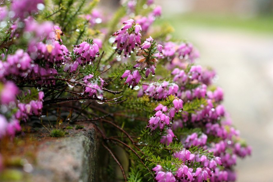 Вереск обыкновенный куст